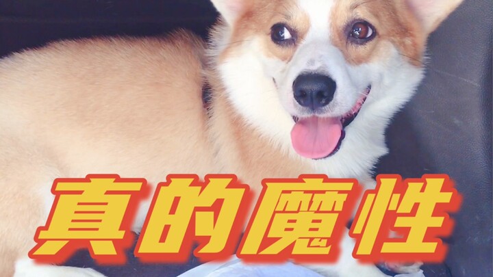 Anjing kaki pendek berwajah sangat imut ini, ekspresi saat tidurnya ternyata begitu menggemaskan dan