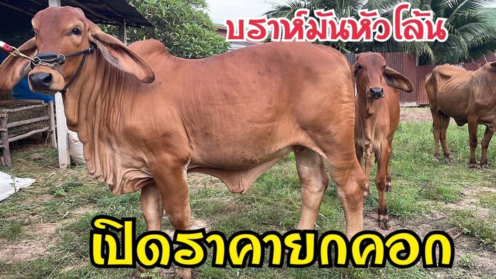 มาแล้วๆครับ เปิดราคาวัวยกคอก บราห์มันแดงหัวโล้น วัวแม่ลูกตัวเมีน สวยๆ จับต้องได้ @สารคาม
