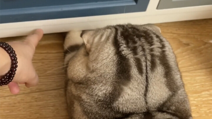 I’ve been warmed by my cat…