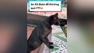 Đổi tên chị bầu 8 tháng thành bé heo được không mọi người 😂 Vlog ducminhts xadoan catsky mèo