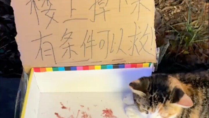 Mungkin kita hanya melakukan hal-hal kecil, tapi menurutku ini bisa jadi seluruh hidup si kucing. Se