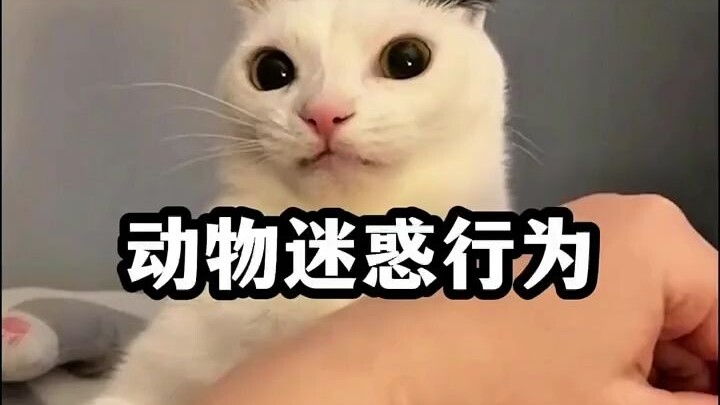 Animals That Understand Human Speech