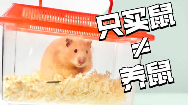 4 Common Mistakes New Hamster Owners Make | Buying a Hamster Isn’t the Same as Raising One | Introdu