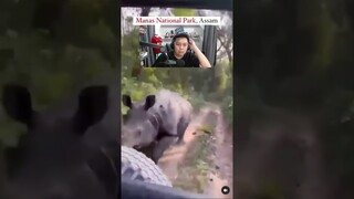 Di Taman Safari ada gak ya yg kek gini? #bangpen #shorts #reaction