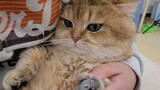 [Động vật] Tỉa móng cho mèo