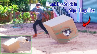 Wow !! Prank Dog Stuck in the Super Huge Box - Very Funny Video Prank , How to stop Laugh?