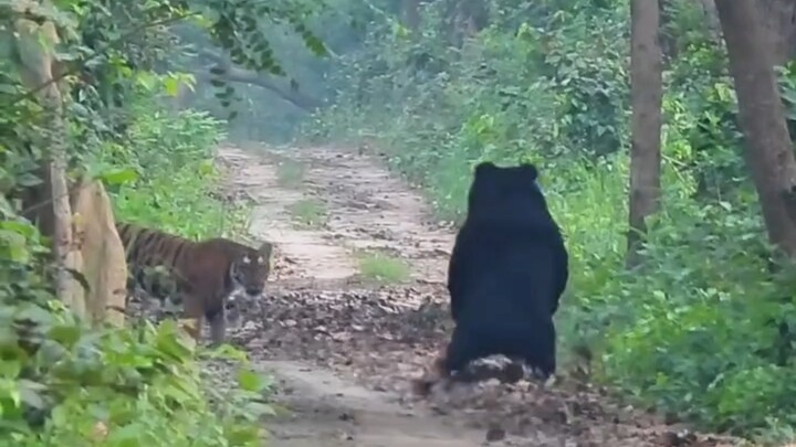 A funny tiger–bear encounter; the slothful bear’s escape is truly remarkable.