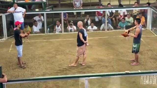 1cock ulutan talo tau this time...ganyan tlaga ang sabong