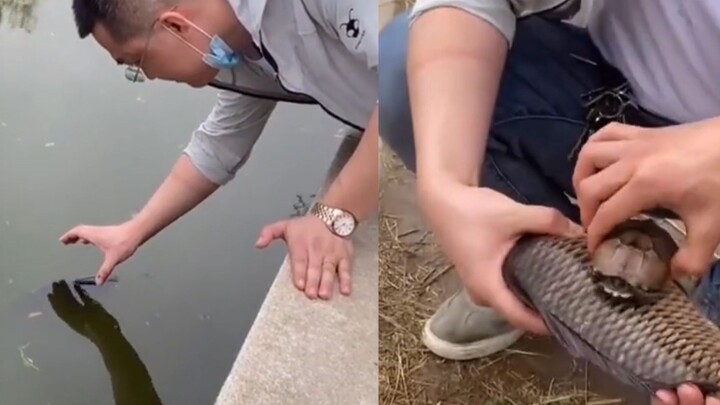 A stupid fish "lies dead" on the lake surface. A man caught it with his bare hands and released it. 