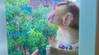 Most Romantic Girl!! Toto reaction to the raining so romantic  She tongue out licking windows glass