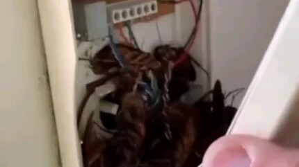 แมลงสาบเยอะขนาดนี้ ก็ถือเป็นอาหารอีกอย่างหนึ่งนะ