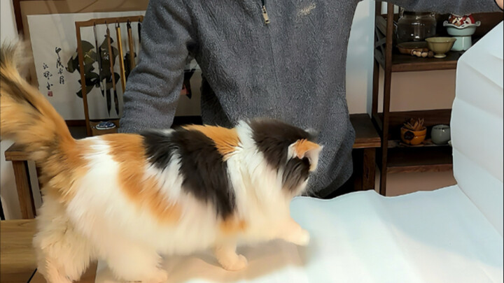 Cat: Winking at a blind person