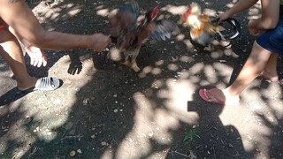 Semi Bantam PumpkinHatch 4th spar Salto anak sa aming manok na PumpkinHatch na bulag