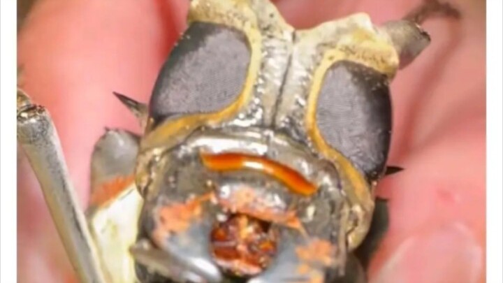 احذر من الحشرات، هذه الحشرة تشبه حقًا فارس الواجهة.