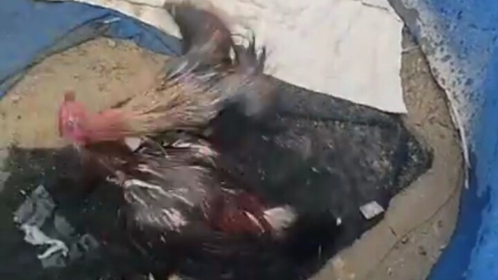 Masbate (Bulik) Dancing