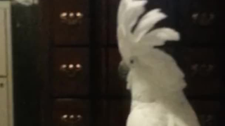 นกกระตั้วถูกรบกวนขณะดูทีวี จึงเถียงกับสุนัข