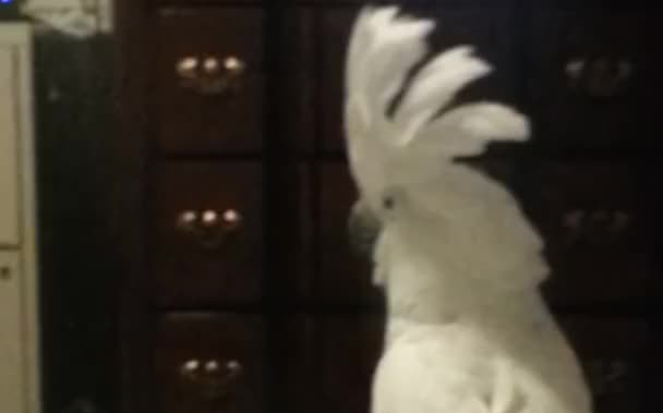 凤头鹦鹉看电视被打扰，与狗子对骂