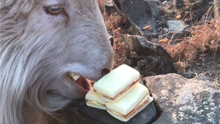 The Gluttonous Sheep is Here