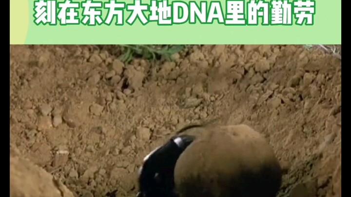 Some of us have hard work etched into our DNA on the land of the East—dung beetles: “Brothers, we’re