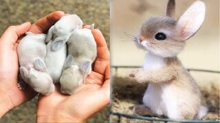 AWW SO CUTE!!! Cutest baby animals Videos Compilation Cute moment of the Animals #1