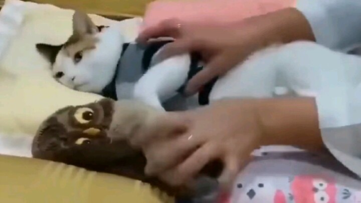 【Kucing Manis】Cukup Beri Kucing Mainan untuk Dipeluk, Langsung Tertidur dalam Sekejap!