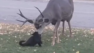 The kitten sneaks up on the fawn, who angrily turns around—but when it realizes it's just a cute lit
