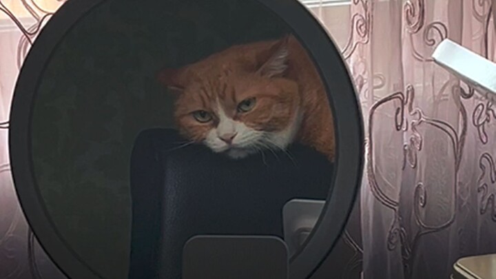 Giờ tự kỷ của Tiểu Mi (bị dì Khương làm phiền không thương tiếc – nhưng vì là dì Khương nên cũng chẳ