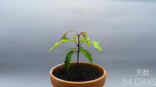 延时摄影一年，记录芒果种子生长过程