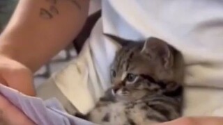 Who could possibly not love a little kitten?