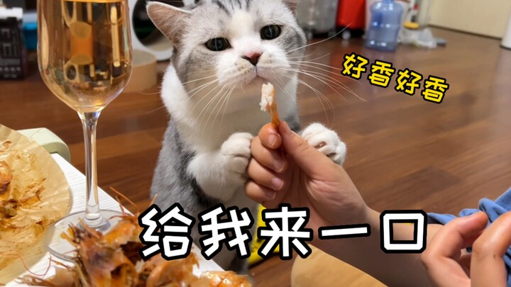 ขำตาย! ดื่มโยเกิร์ต! แย่งแตงกวา! แมว: ของที่เจ้านายกำลังกินอยู่ในปากนี่แหละใช่เลย..