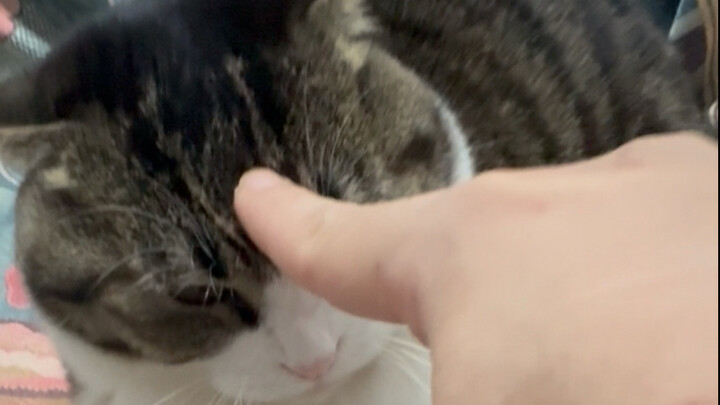 Gets mad as soon as you touch their butt.