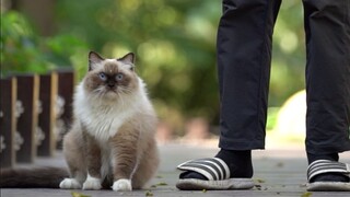 - Berapa ekor kucing lawan? - 10 ekor - Lakukan saja!