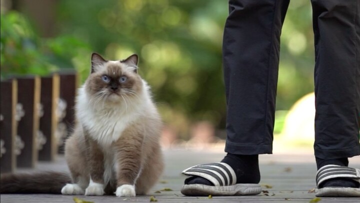 - Đối phương có mấy con mèo? - 10 con - Làm luôn!