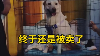 海狗为了得到我们的爱，付出了什么