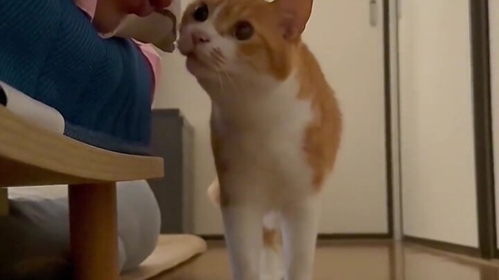 Cat: It's the scent of a strong one!