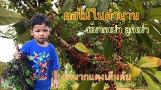ดกเต็มต้น!!ผลไม้ในตำนานลูกเม่าหรือหมากเม่า สุกแดงเต็มต้นหวานอร่อยคิดถึงสมัยเด็กเลยจ้า