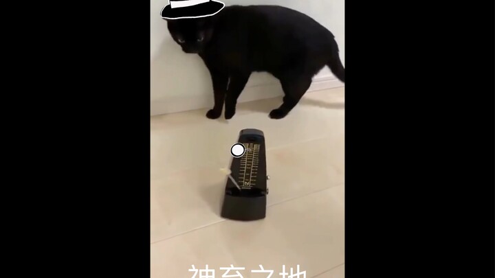 【Bệ Hạ Bí Ẩn】Kẻ Ngốc và Địa Ngục Bị Thần Rời Bỏ: Thực Lực Đối Đầu