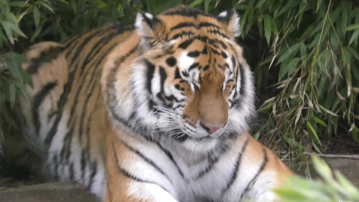 凶猛大老虎也有憨憨的时候