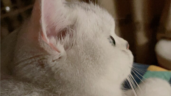 I suspect I got the wrong cat from the hospital.