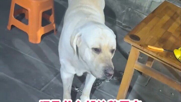 狗子之爱主，则为之计深远