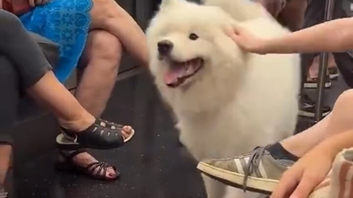 Anjing Samoyed yang dengan sukarela mempersilakan orang lewat untuk mengelusnya, aaaa! Tolong biarka