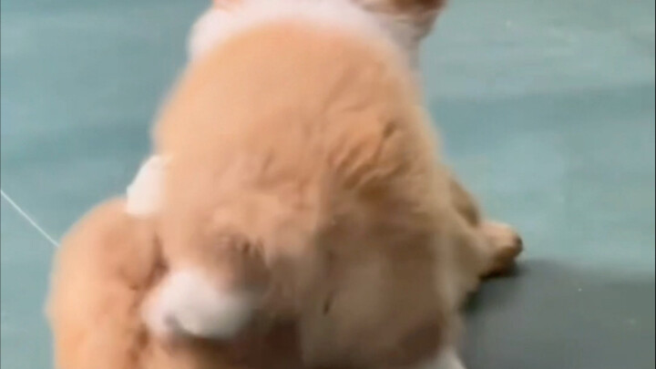 “เผื่อคุณยังไม่เคยดูเสี่ยวถัวตู้ชกต่อย”