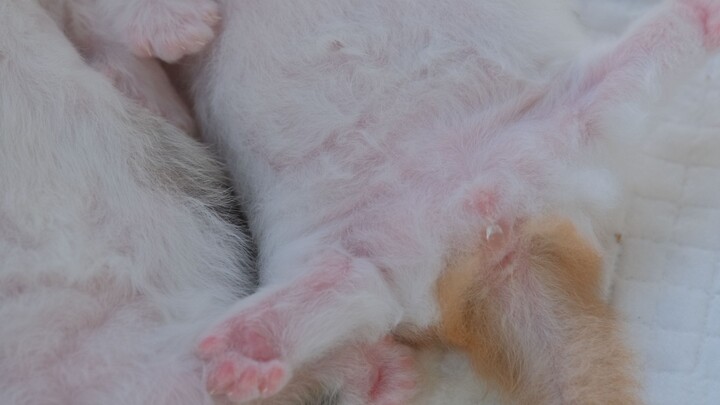 How did a little cat sneakily pee in bed?!