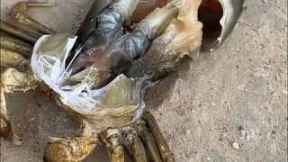 Saya membantu kepiting itu melepaskan cangkangnya, tetapi ia langsung mati!