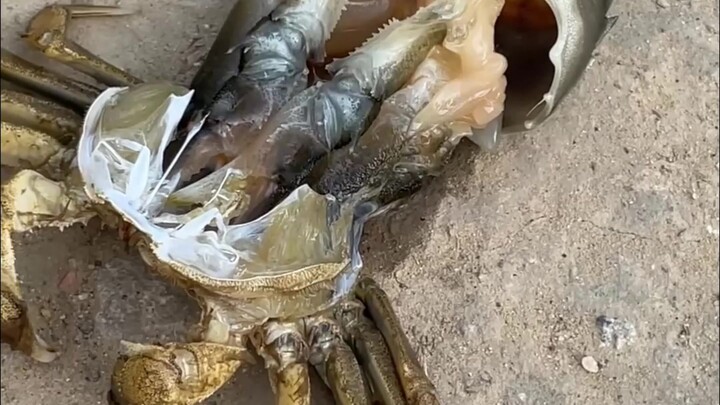 I helped the crab shed its shell, but it died immediately!