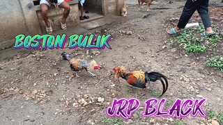 BOSTON BULIK VS JRP BLACK