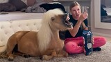 Cute Horse Enjoy Her Favorite Movie💕 FUNNIEST Animals and Pets