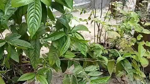 আমাদের ছাদ বাগান #hanif#shots