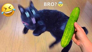 New Funny Animals 😂 Funniest Cats and Dogs Videos 😺🐶 Part 22