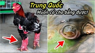 Trung Quốc muốn có cho bằng được 5 loài động vật này đến từ VIỆT NAM!